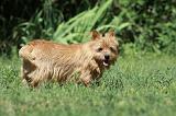 NORWICH TERRIER 102